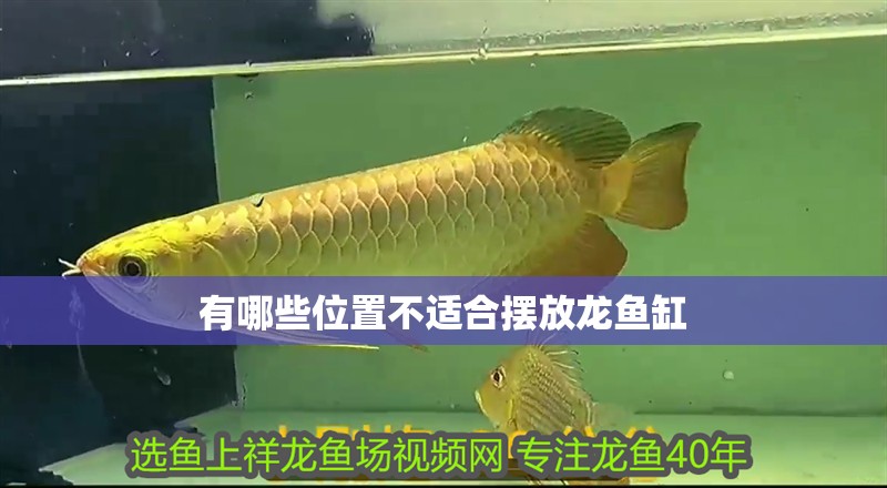 有哪些位置不適合擺放龍魚缸