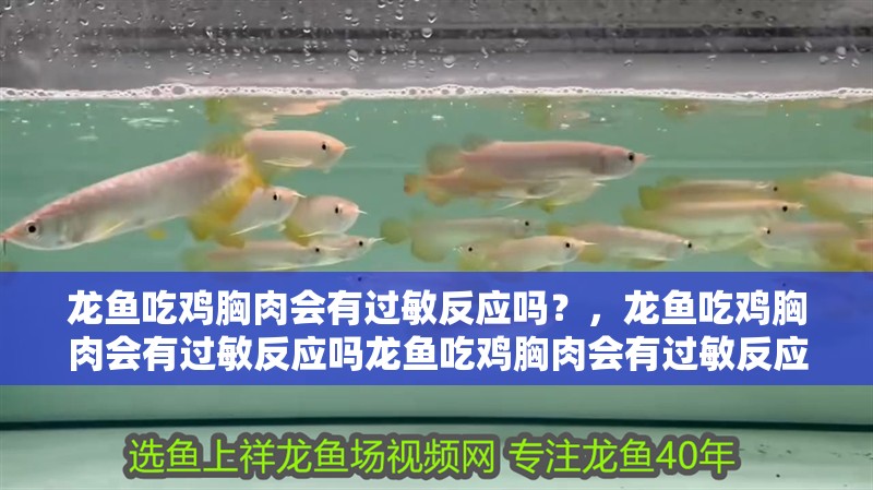 龍魚吃雞胸肉會有過敏反應嗎？，龍魚吃雞胸肉會有過敏反應嗎龍魚吃雞胸肉會有過敏反應嗎