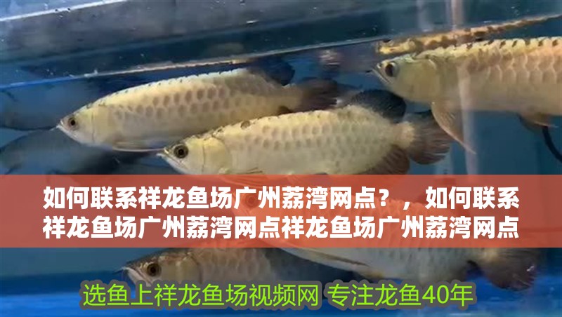 如何聯(lián)系祥龍魚場(chǎng)廣州荔灣網(wǎng)點(diǎn)？，如何聯(lián)系祥龍魚場(chǎng)廣州荔灣網(wǎng)點(diǎn)祥龍魚場(chǎng)廣州荔灣網(wǎng)點(diǎn)