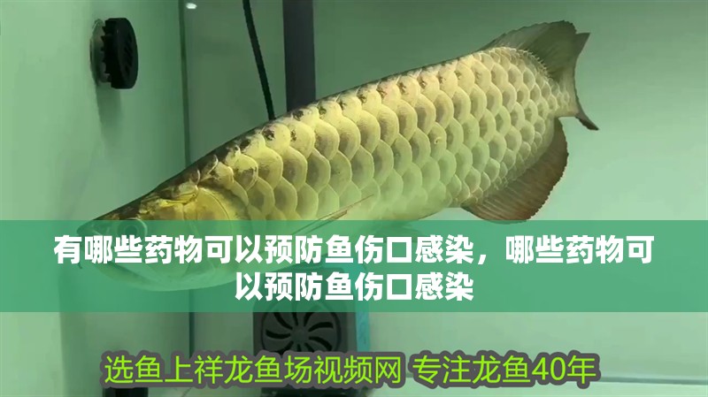 有哪些藥物可以預防魚傷口感染，哪些藥物可以預防魚傷口感染