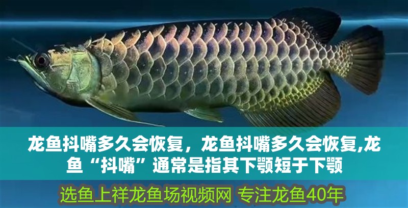 龍魚抖嘴多久會恢復，龍魚抖嘴多久會恢復,龍魚“抖嘴”通常是指其下顎短于下顎