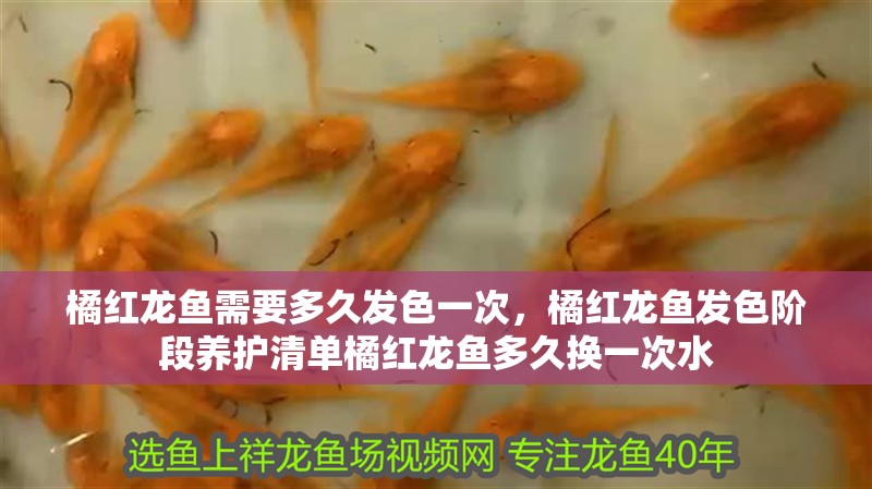 橘紅龍魚需要多久發色一次，橘紅龍魚發色階段養護清單橘紅龍魚多久換一次水