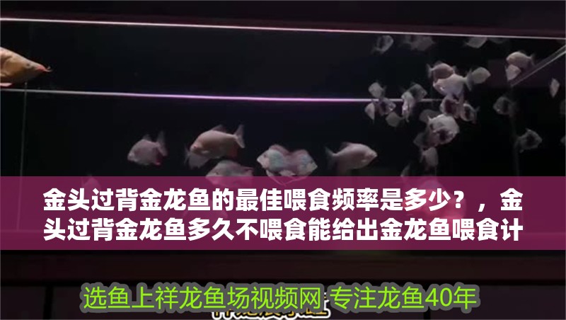 金頭過背金龍魚的最佳喂食頻率是多少？，金頭過背金龍魚多久不喂食能給出金龍魚喂食計(jì)劃表嗎