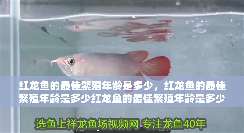 紅龍魚(yú)的最佳繁殖年齡是多少，紅龍魚(yú)的最佳繁殖年齡是多少紅龍魚(yú)的最佳繁殖年齡是多少