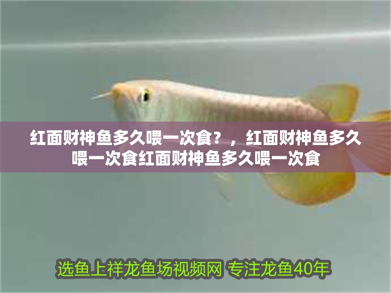 紅面財神魚多久喂一次食？，紅面財神魚多久喂一次食紅面財神魚多久喂一次食