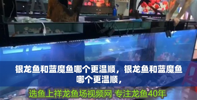 銀龍魚和藍(lán)魔魚哪個(gè)更溫順，銀龍魚和藍(lán)魔魚哪個(gè)更溫順，