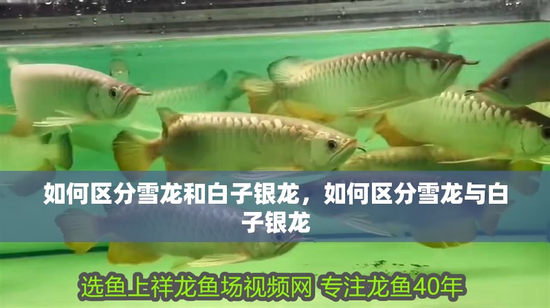 如何區(qū)分雪龍和白子銀龍，如何區(qū)分雪龍與白子銀龍
