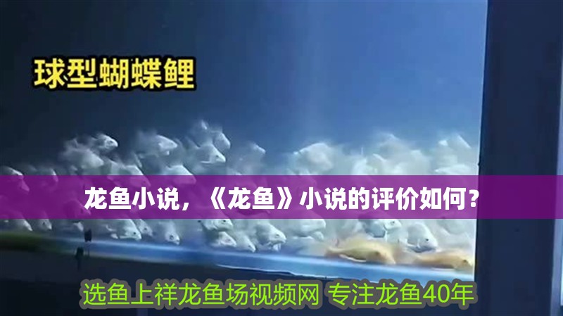 龍魚小說，《龍魚》小說的評價如何？