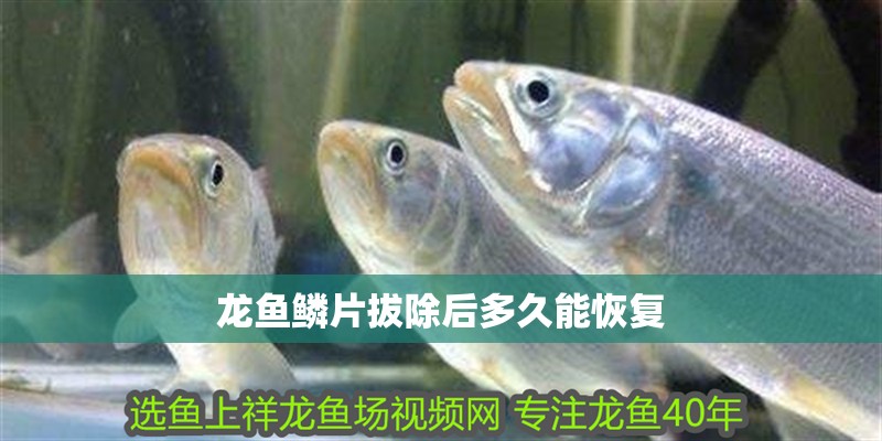 龍魚鱗片拔除后多久能恢復