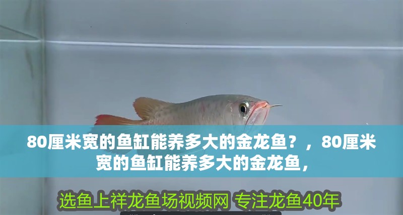 80厘米寬的魚(yú)缸能養(yǎng)多大的金龍魚(yú)？，80厘米寬的魚(yú)缸能養(yǎng)多大的金龍魚(yú)，