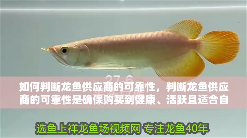 如何判斷龍魚(yú)供應(yīng)商的可靠性，判斷龍魚(yú)供應(yīng)商的可靠性是確保購(gòu)買(mǎi)到健康、活躍且適合自己魚(yú)缸環(huán)境的龍魚(yú)關(guān)鍵