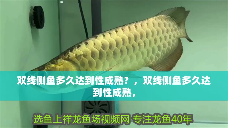 雙線側(cè)魚多久達(dá)到性成熟？，雙線側(cè)魚多久達(dá)到性成熟，
