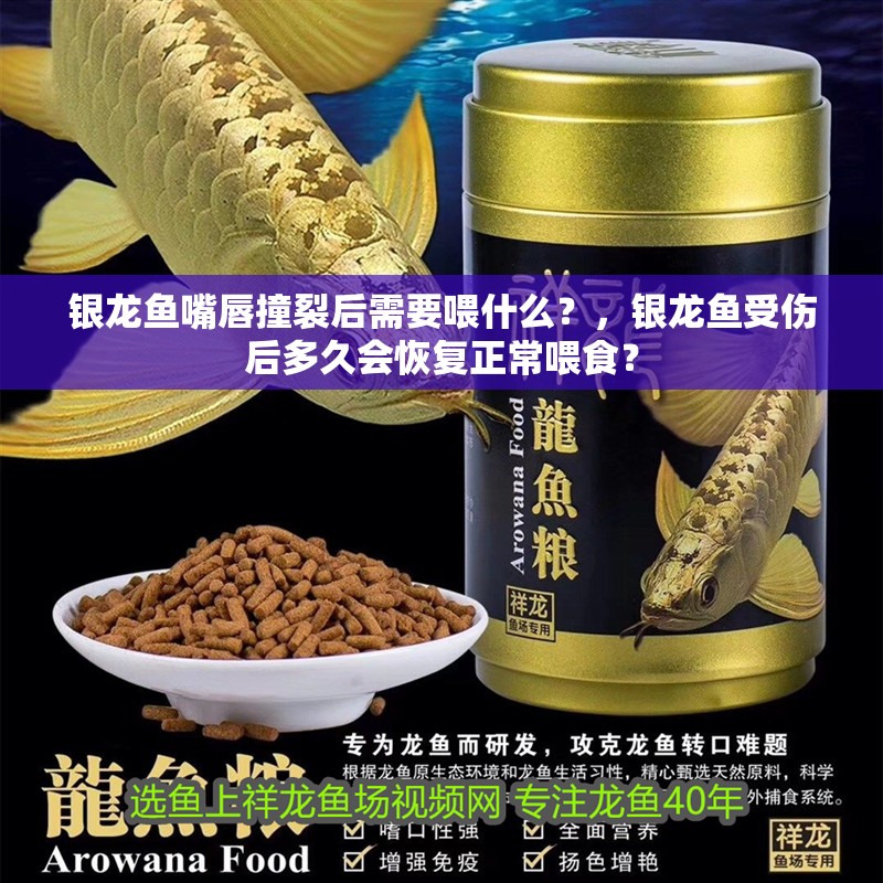 銀龍魚嘴唇撞裂后需要喂什么？，銀龍魚受傷后多久會(huì)恢復(fù)正常喂食？