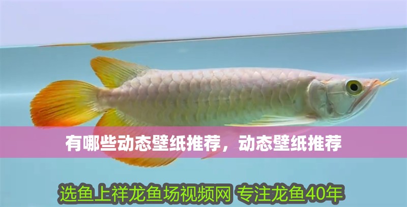 有哪些動(dòng)態(tài)壁紙推薦，動(dòng)態(tài)壁紙推薦