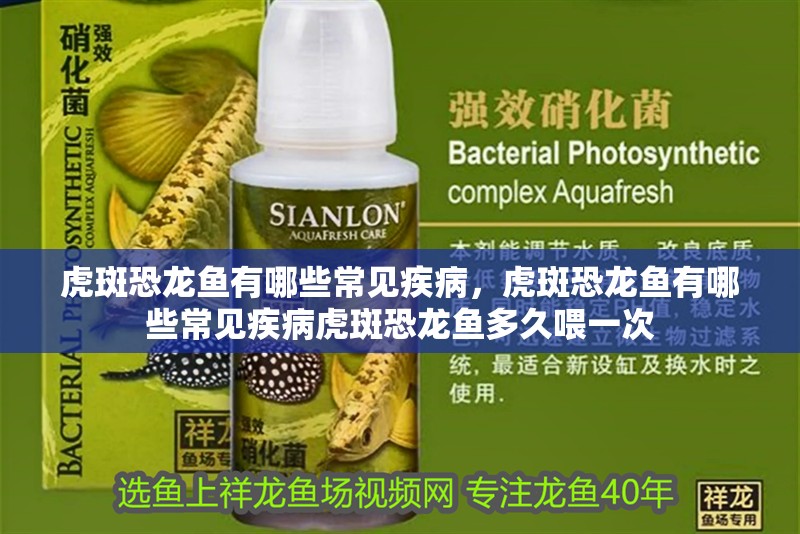 虎斑恐龍魚有哪些常見疾病，虎斑恐龍魚有哪些常見疾病虎斑恐龍魚多久喂一次
