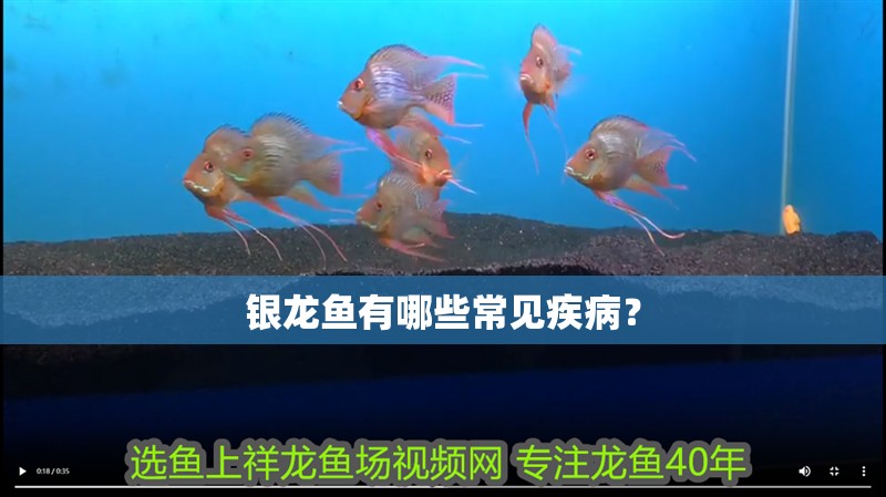銀龍魚(yú)有哪些常見(jiàn)疾病？