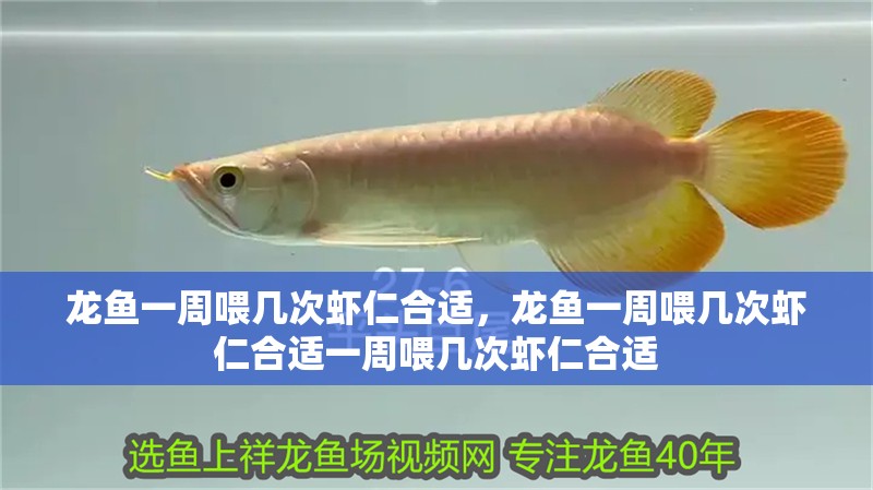 龍魚一周喂幾次蝦仁合適，龍魚一周喂幾次蝦仁合適一周喂幾次蝦仁合適