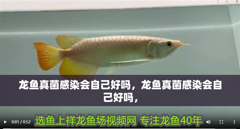 龍魚真菌感染會自己好嗎，龍魚真菌感染會自己好嗎，