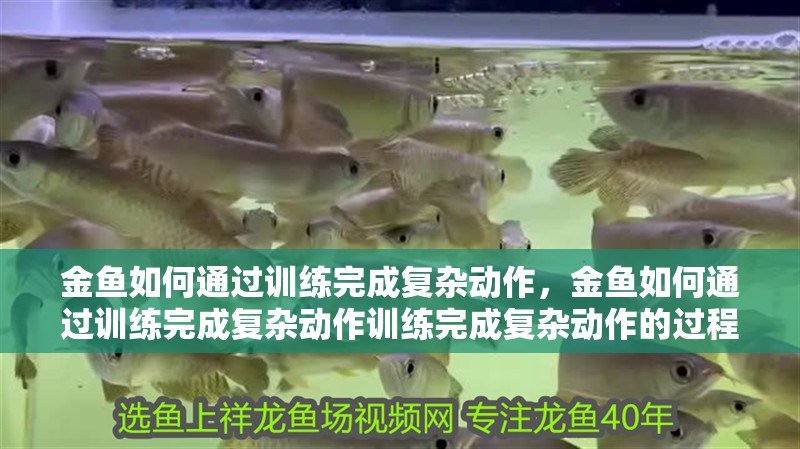 金魚如何通過訓練完成復雜動作，金魚如何通過訓練完成復雜動作訓練完成復雜動作的過程