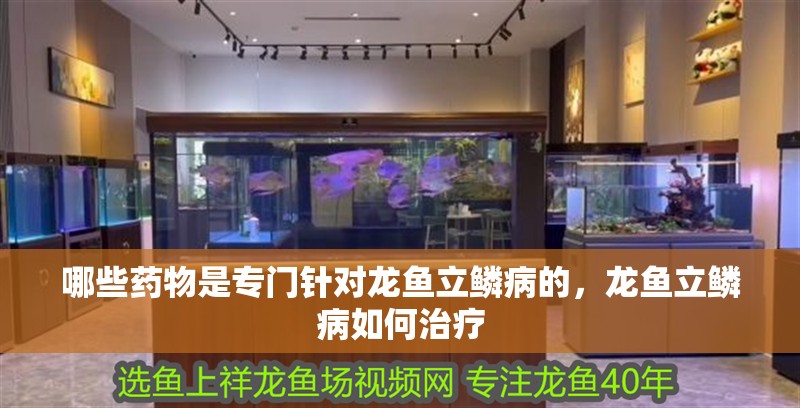 哪些藥物是專門針對龍魚立鱗病的，龍魚立鱗病如何治療