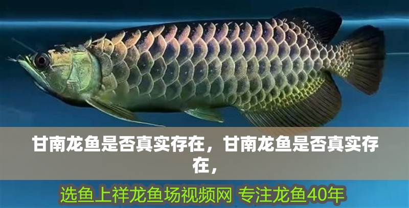 甘南龍魚是否真實存在，甘南龍魚是否真實存在，