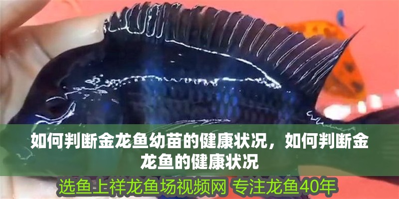 如何判斷金龍魚幼苗的健康狀況，如何判斷金龍魚的健康狀況