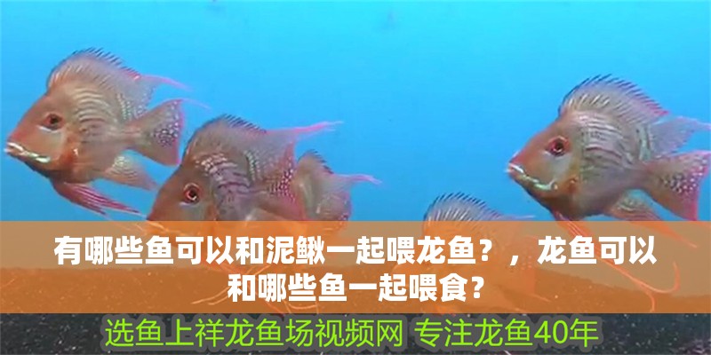 有哪些魚可以和泥鰍一起喂龍魚？，龍魚可以和哪些魚一起喂食？