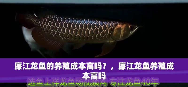 廉江龍魚的養(yǎng)殖成本高嗎？，廉江龍魚養(yǎng)殖成本高嗎