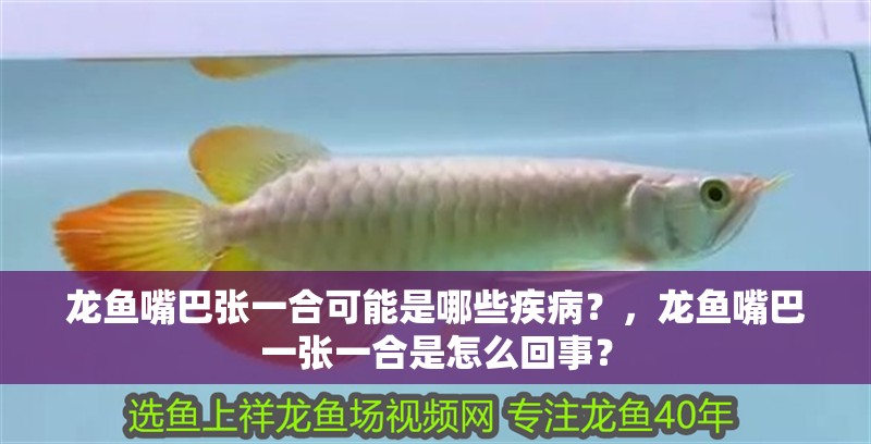 龍魚嘴巴張一合可能是哪些疾?。浚堲~嘴巴一張一合是怎么回事？