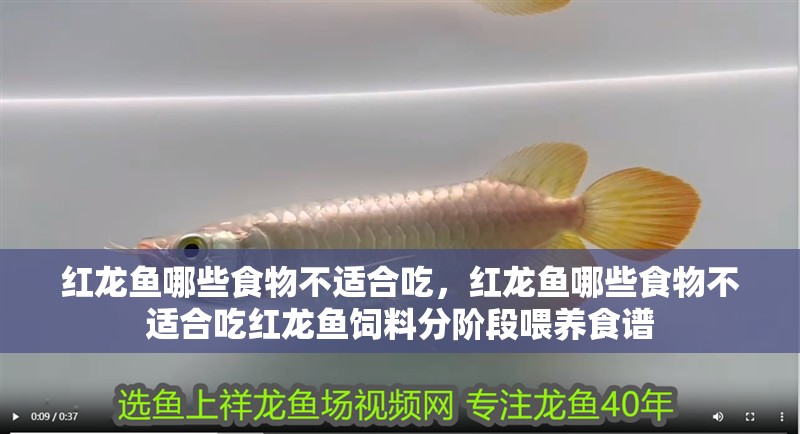 紅龍魚哪些食物不適合吃，紅龍魚哪些食物不適合吃紅龍魚飼料分階段喂養食譜