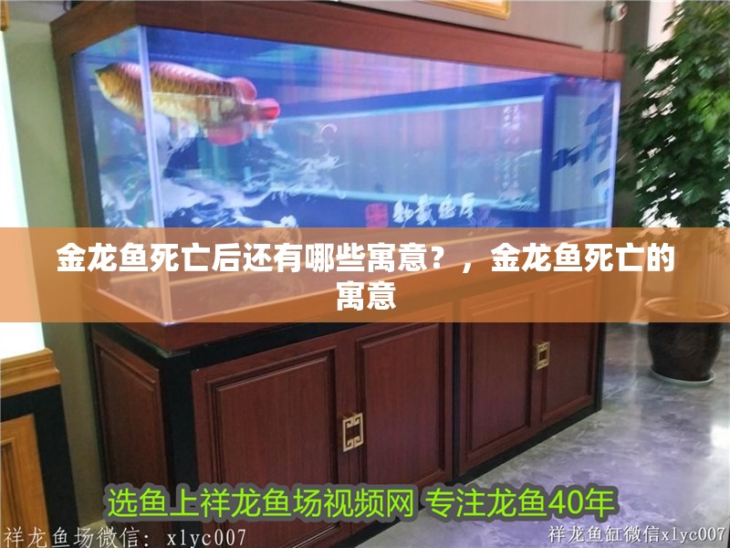 金龍魚死亡后還有哪些寓意？，金龍魚死亡的寓意