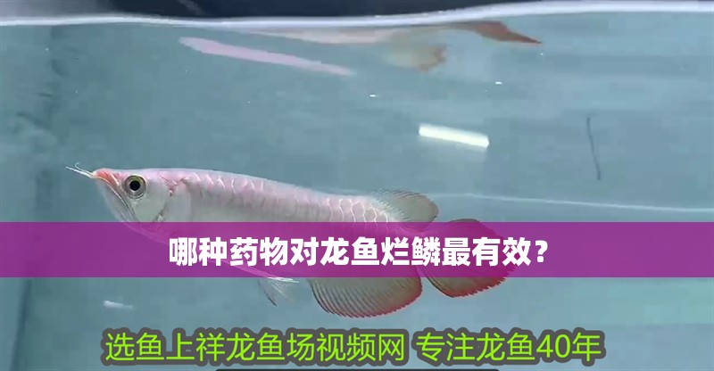 哪種藥物對(duì)龍魚(yú)爛鱗最有效？