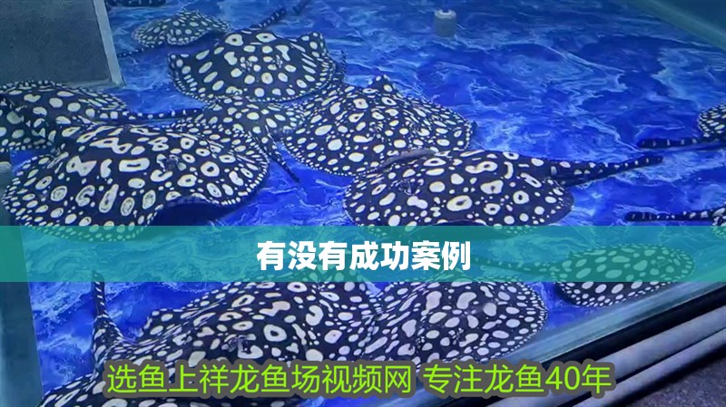 有沒有成功案例