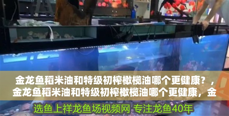 金龍魚稻米油和特級初榨橄欖油哪個更健康？，金龍魚稻米油和特級初榨橄欖油哪個更健康，金龍魚稻米油哪個更健康