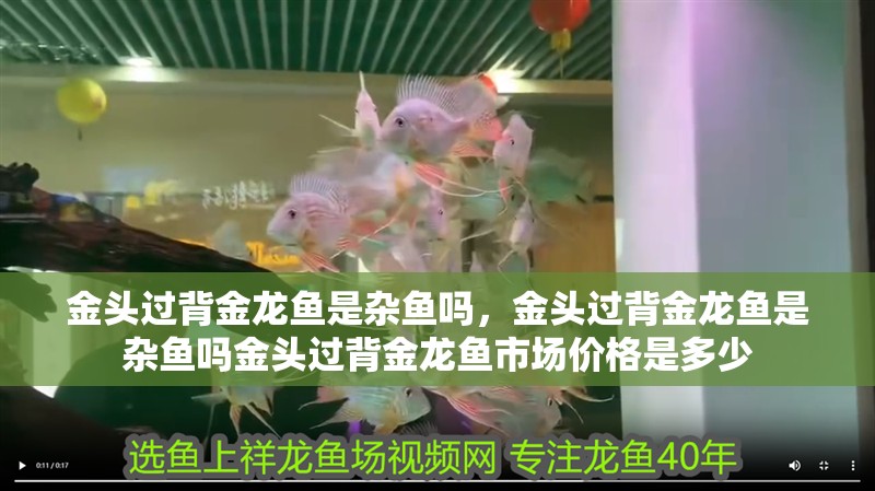 金頭過背金龍魚是雜魚嗎，金頭過背金龍魚是雜魚嗎金頭過背金龍魚市場(chǎng)價(jià)格是多少