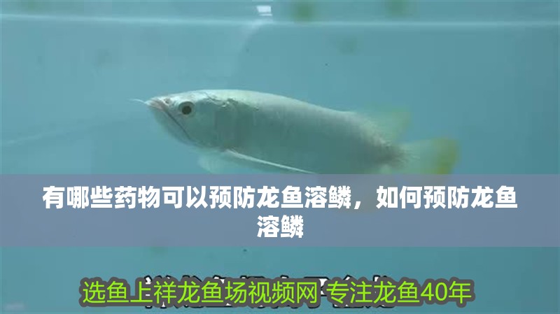 有哪些藥物可以預防龍魚溶鱗，如何預防龍魚溶鱗