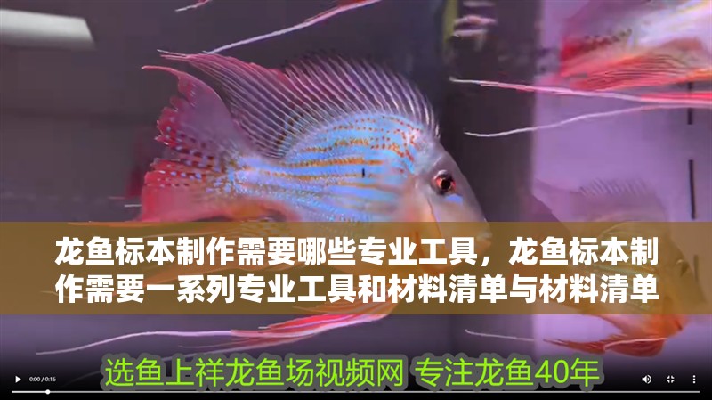 龍魚標本制作需要哪些專業工具，龍魚標本制作需要一系列專業工具和材料清單與材料清單