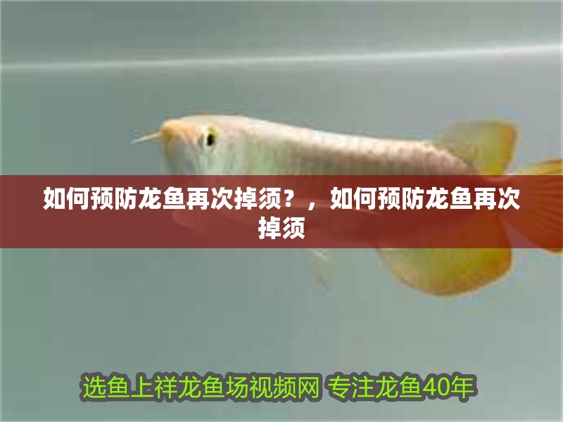 如何預(yù)防龍魚再次掉須？，如何預(yù)防龍魚再次掉須