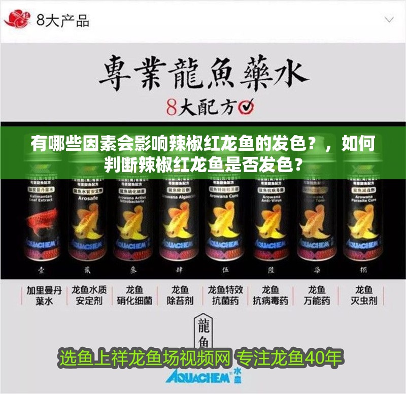有哪些因素會影響辣椒紅龍魚的發色？，如何判斷辣椒紅龍魚是否發色？