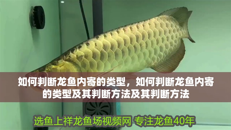 如何判斷龍魚內寄的類型，如何判斷龍魚內寄的類型及其判斷方法及其判斷方法