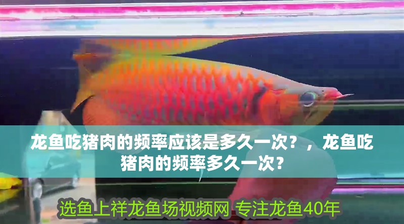 龍魚吃豬肉的頻率應該是多久一次？，龍魚吃豬肉的頻率多久一次？