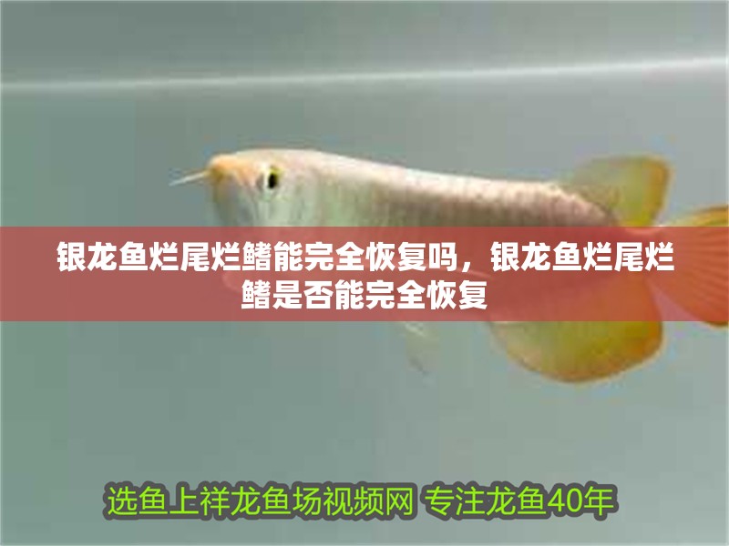 銀龍魚爛尾爛鰭能完全恢復嗎，銀龍魚爛尾爛鰭是否能完全恢復
