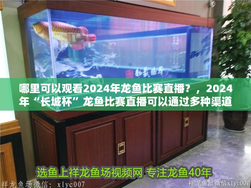 哪里可以觀看2024年龍魚比賽直播？，2024年“長城杯”龍魚比賽直播可以通過多種渠道觀看
