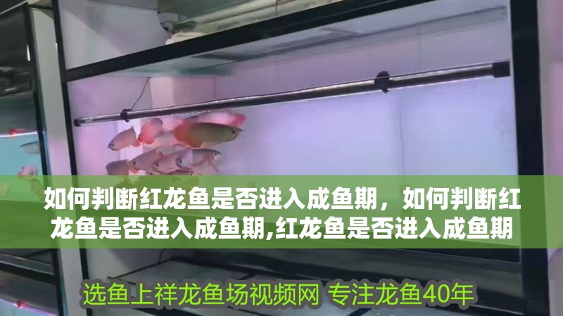 如何判斷紅龍魚是否進(jìn)入成魚期，如何判斷紅龍魚是否進(jìn)入成魚期,紅龍魚是否進(jìn)入成魚期