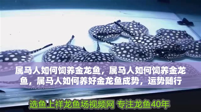 屬馬人如何飼養金龍魚，屬馬人如何飼養金龍魚，屬馬人如何養好金龍魚成勢，運勢隨行