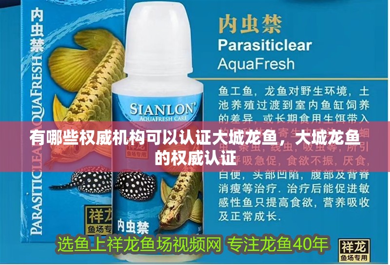 有哪些權威機構可以認證大城龍魚，大城龍魚的權威認證