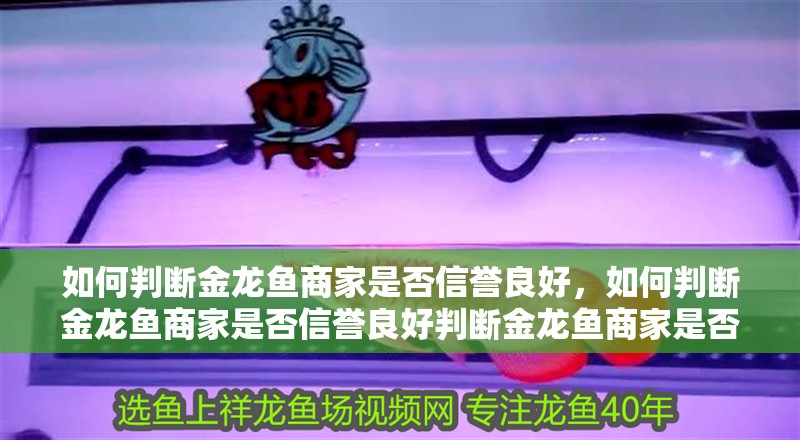 如何判斷金龍魚商家是否信譽良好，如何判斷金龍魚商家是否信譽良好判斷金龍魚商家是否信譽良好