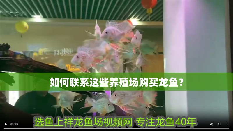 如何聯系這些養殖場購買龍魚？