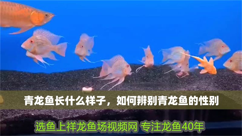 青龍魚長(zhǎng)什么樣子，如何辨別青龍魚的性別