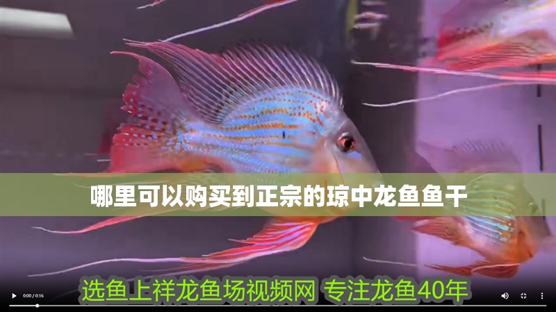 哪里可以購買到正宗的瓊中龍魚魚干
